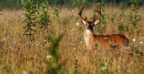 Deer in field