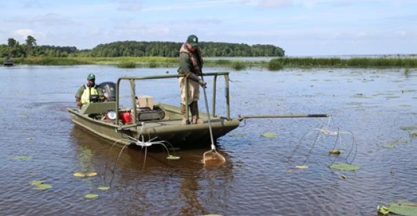 electrofishing