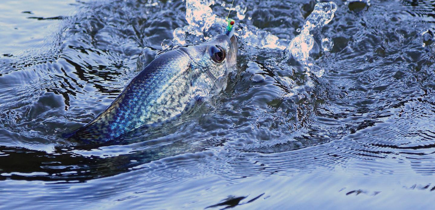 Fish Banner 3
