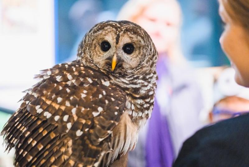 An owl looking at the camera, being held by a woman