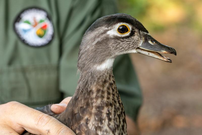 Wood Duck Banding