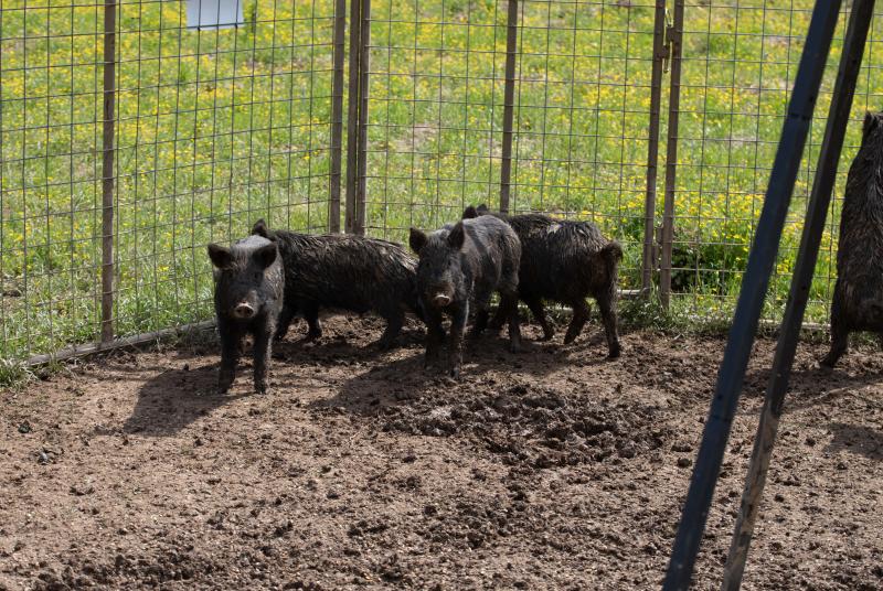 Wild Hogs