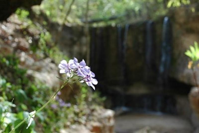 ClarkCreekFlora