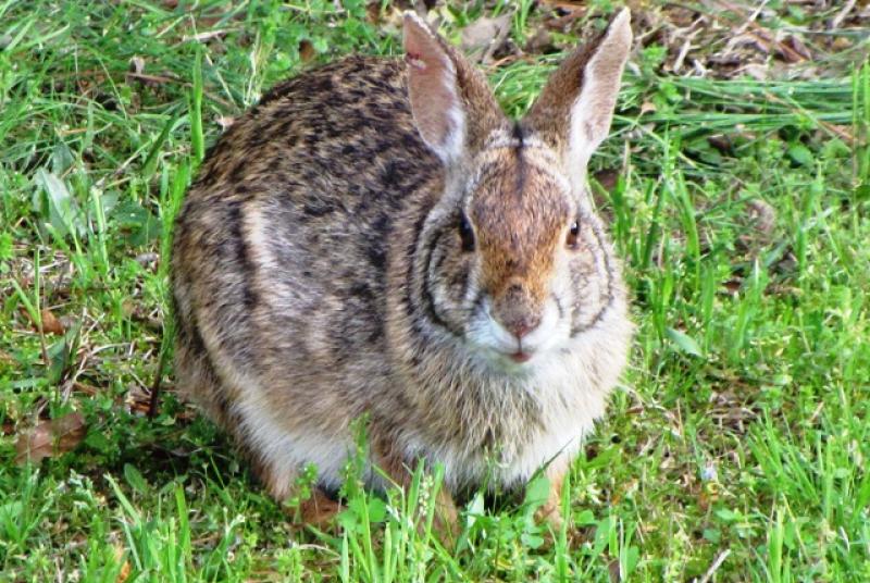 rabbit