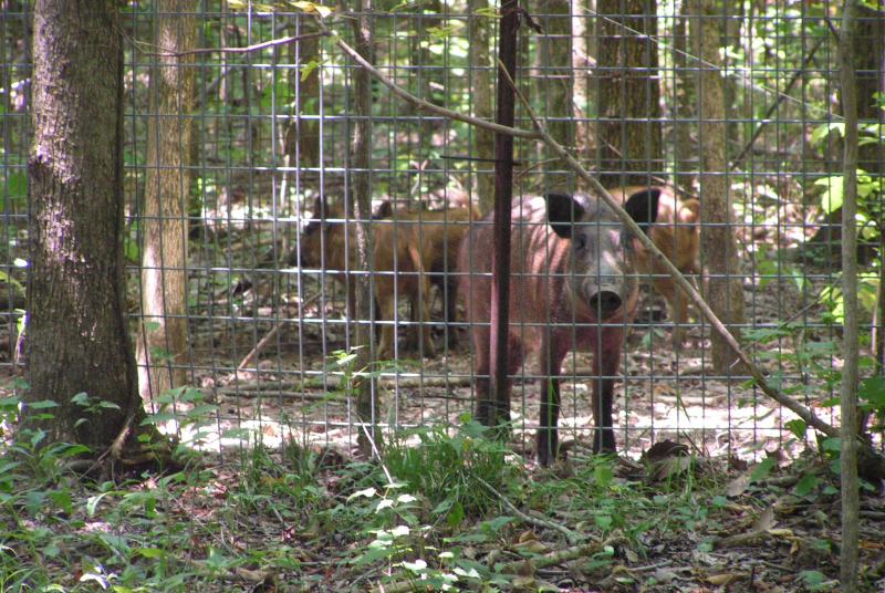 hogs in trap 2