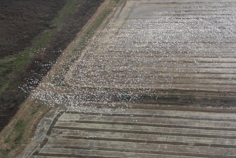 Flock of geese