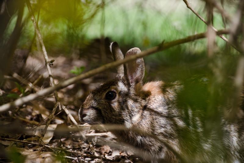 rabbit 1