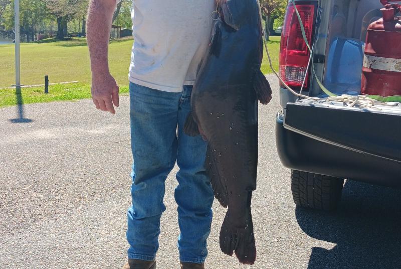Prentiss Record Catfish