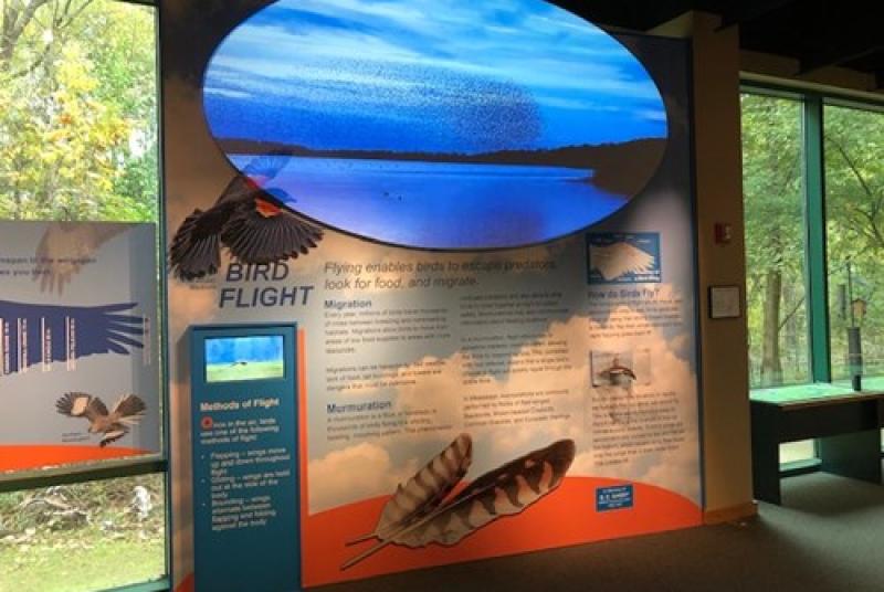 Bird Flight exhibit panel