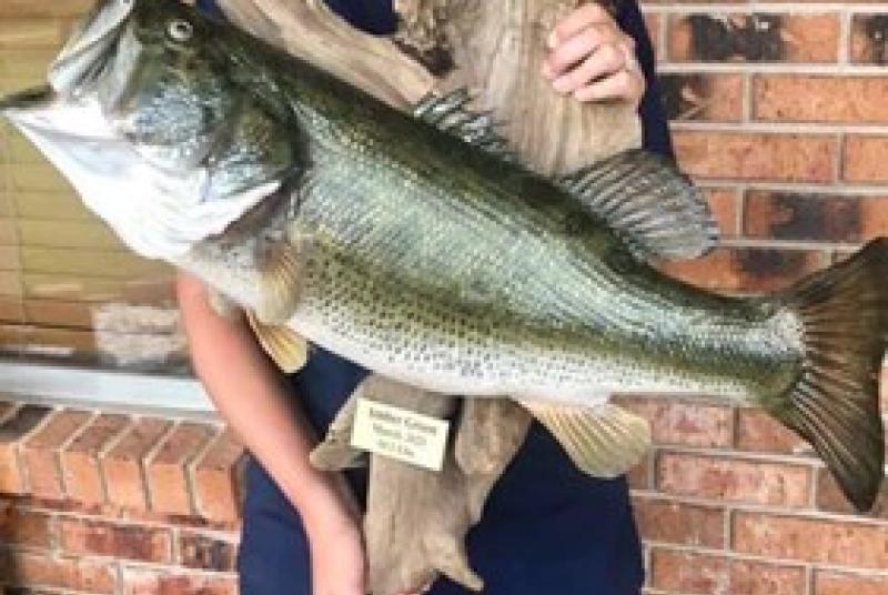 Percy Quin Bass