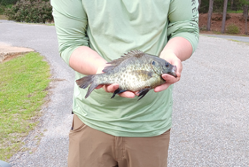 Prentiss Bream
